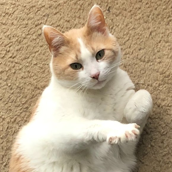 Meet your Posher, Jennifer - Picture 4 of 9